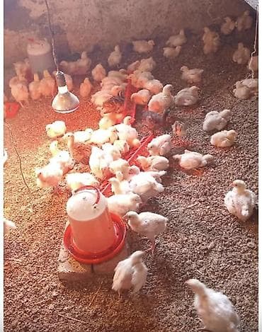 куринные кости: Продаю | Цыплята | Бройлерная | На забой — 3