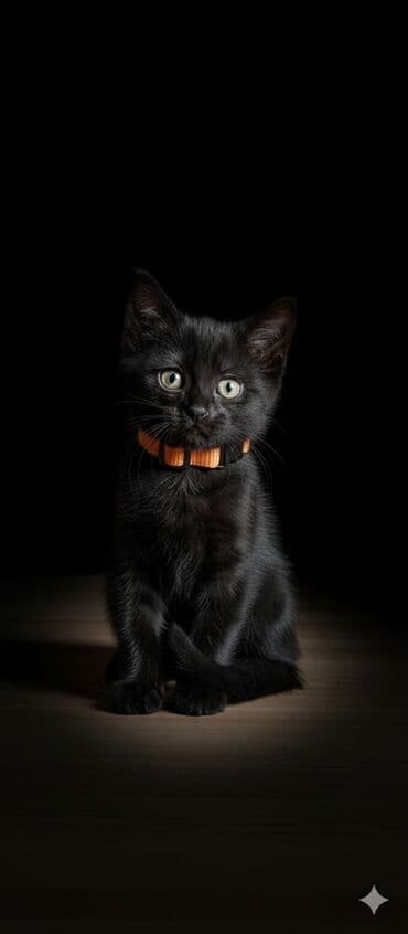 мейн кун бишкек 😺 питомник lyubushka 🐈 купить котенка 🐾 цена фото: Легкий антискользящий ошейник для котят - Назначение: безопасное — 1