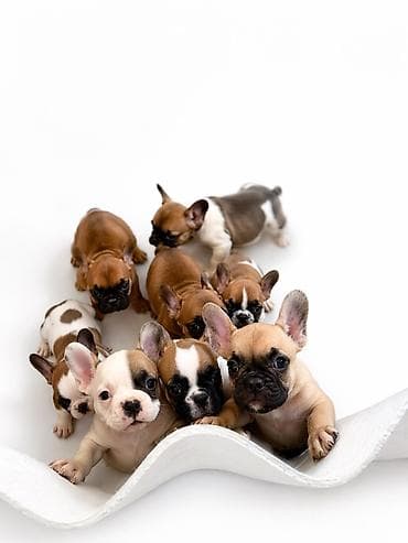 Открыта бронь на щенков французского бульдога. - Порода: французский