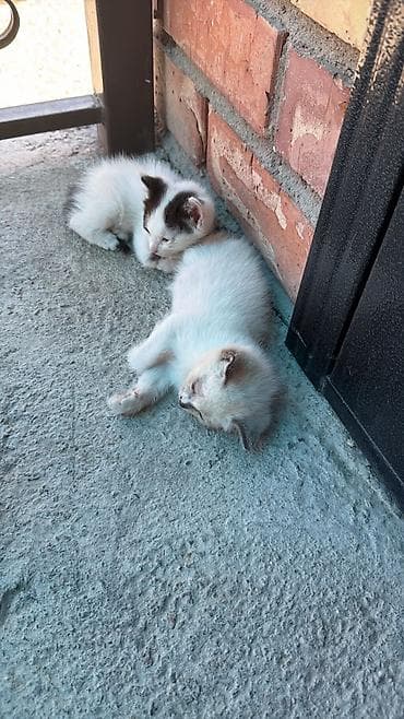 scottish fold: 1 месяц, Девочка, Приучена к лотку — 1
