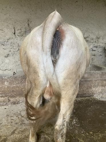 мышык сатам: Сатам | Уй (ургаачы) | Байланган — 3