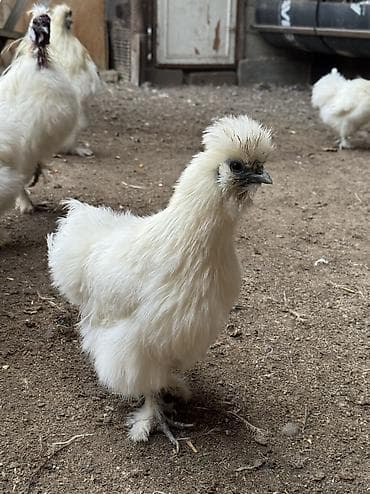 А/ч жаныбарлары үчүн тоюттар: На продажу кур петух китайские шелки — 4