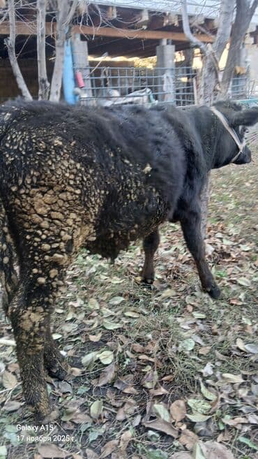 Грызуны: Продаю | Бык (самец) | На откорм | Привязанные — 1