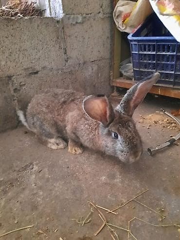 карликовые козы: Продаю | Кролик самец | Для разведения — 4