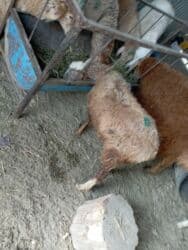 охотничий собака: Прадаёться кочкорики и ургачы тохтулар 10 мин окончательно берем — 6