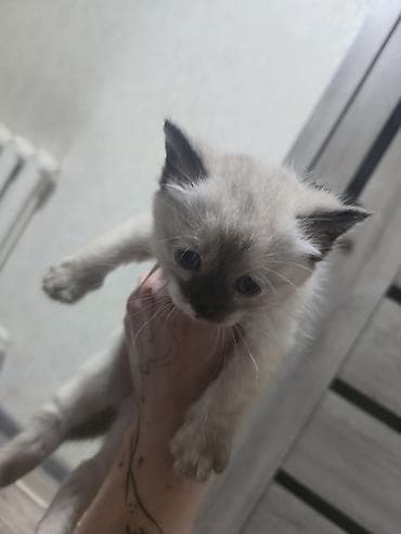 сибирские котята: Котята домашние, помёт из четырёх малышей: - Окрасы: дымчато‑серый с — 3