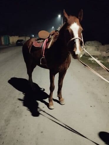 Иттер: Сатам | Байтал | Аргын | Жумушка — 2