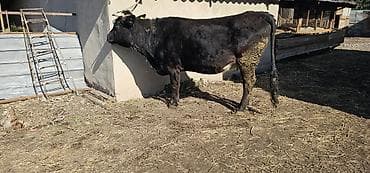 собаку алабай: Продаю | Корова (самка), Бык (самец), Тёлка | Алатауская | Для разведения, Для молока | Стельные — 2