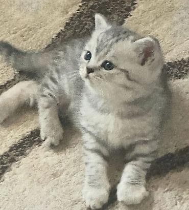 Мышыктар сатылат: Продаётся шотландский котёнок ( мальчик ) скоттиш-страйт от породистых — 3