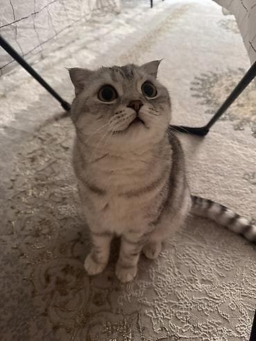 мышык сатылат: Скотиш Фолд (Шотландиялык шалпаң кулак), 5 жаштан жогору, Ургаачы, Лотокко барууга үйрөтүлгөн — 1