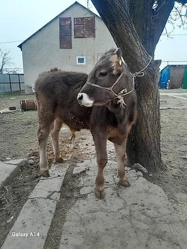 продаю бык: Продаю | Бык (самец) | Швицкая | На откорм | Привязанные — 4