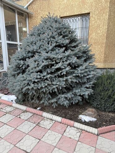 Садовая мебель: Саженцы деревьев: Ели, Самовывоз — 2