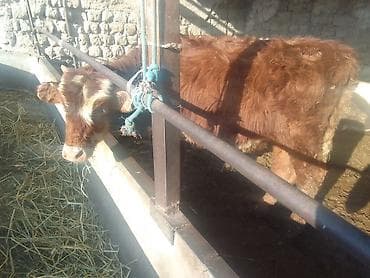 продаю крысу: Продаю | Бык (самец) | На откорм | Привязанные — 2