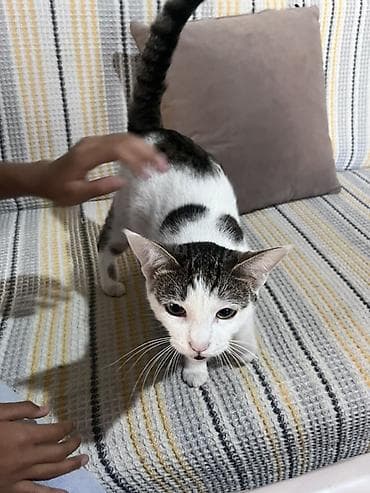 черепаховая кошка: Кошка даром: Беспородная, Девочка, Приучена к лотку — 2