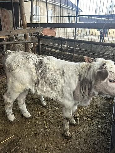 обмен на корову: Продаю | Бык (самец) | На откорм — 2