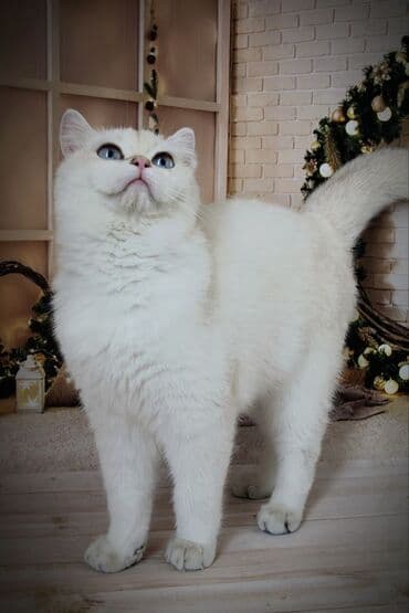 сколько стоит вислоухий кот: Британская короткошёрстная, 5 месяцев, Мальчик, Золотая шиншилла, С прививками — 7