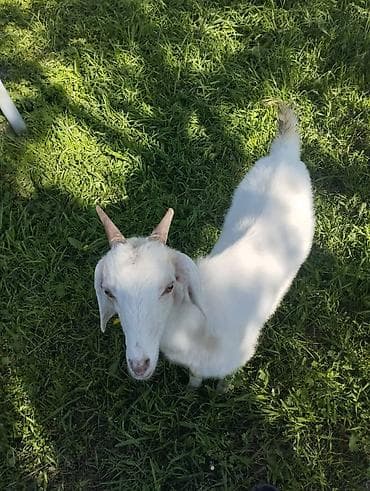 жаны асый: Сатам | Эчки (ургаачы) | Нубий | Көбөйтүү үчүн | Бооз — 5