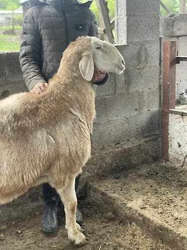 бараны самка: Продаю | Баран (самец) | Арашан | Для разведения | Осеменитель — 2
