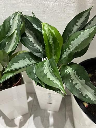 Замиокулькас (Долларовое дерево): По городу доставка бесплатно. В подарок самый раз 🎁🪴 - Аглаонема с — 10