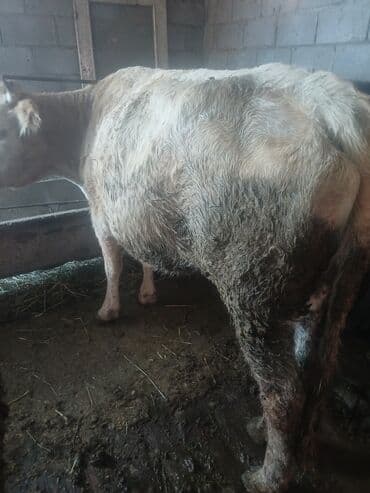 животные для дома: Продаю | Тёлка | Для разведения, Для молока | Стельные — 1