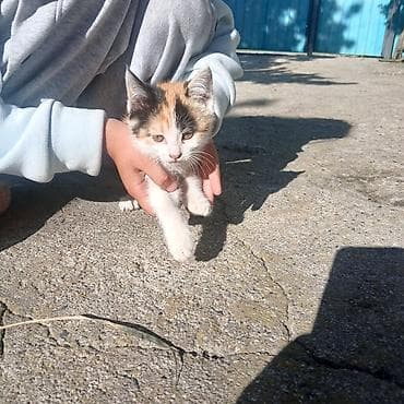 каракол кошка: Отдам котят в хорошие руки. Котята здоровые, к лотку приучены — 1