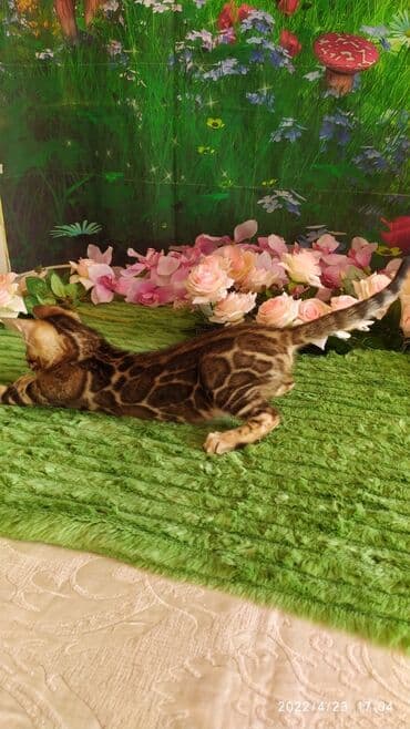 новорожденные котята: Привет друзья. в питомнике Бен Гла Мур есть свободные кото — 15