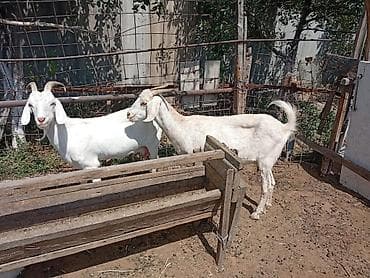 сүттү эчки: Сатам | Эчки (ургаачы) | Сүт алуу үчүн | Асыл тукумдуу — 8