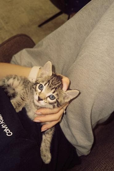 Другие животные: Котёнок полосатый (серо-коричневый табби) с белой грудкой и животиком — 8