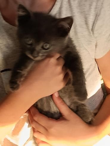 scottish fold: Кошка даром: Беспородная, 2 месяца, Мальчик, Приучена к лотку — 2