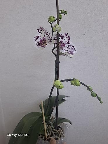 водяные лилии: 2 цветанос + горшок фитильный полив — 3