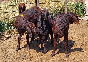 хомяк коины: Продаю | Овца (самка), Ягненок, Баран (самец) | Арашан | Для разведения | Племенные, Осеменитель, Матка — 5
