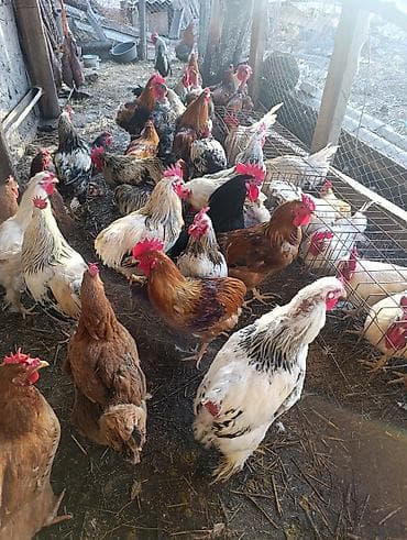 Башка жаныбарлар: Петухи большие — 2