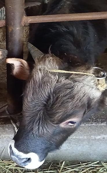 ангусы: Продаю | Бык (самец) — 1