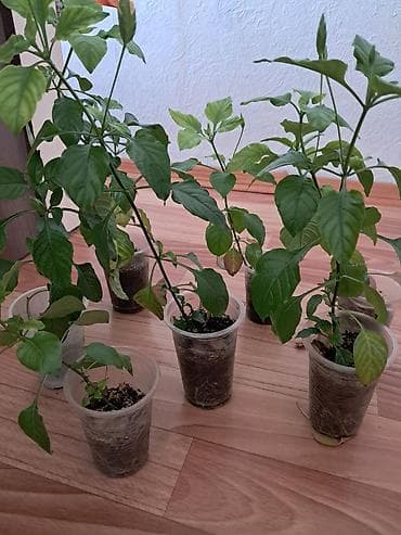 кой аштоо: Самовывоз — 1