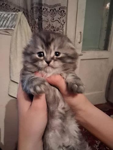 когтеточка: Скотиш Фолд (Шотландская вислоухая), 1 месяц, Девочка, Серый, Приучена к лотку — 5