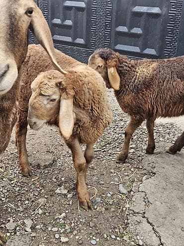 козлу кой: Продаю | Овца (самка) | Арашан | Для разведения | Матка — 5