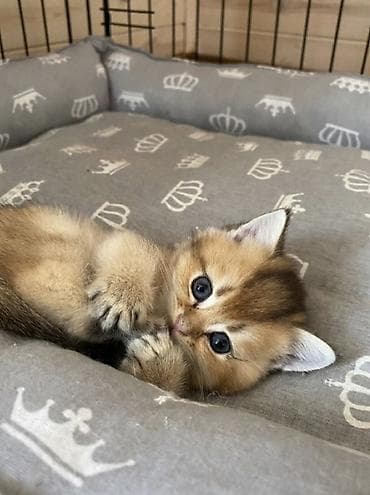 Скотиш Фолд (Шотландиялык шалпаң кулак), 2 айлык, Эркек, Лотокко барууга үйрөтүлгөн, Курттардан тазаланган, Документтери менен