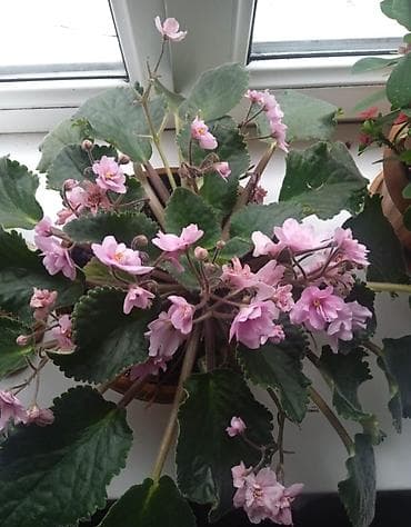 каллы цветы: 1) Доллоровое дерево в белом горшке 600с( от пола 75см 2) Живое( — 5