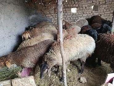 Коровы, быки: Продаю | Овца (самка) | Для разведения | Матка — 4