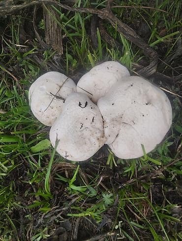 ящик для клубника: Свежие дикие грибы белый горный — 7