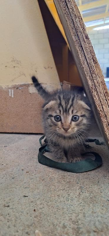 ящик ош: Котята, помёт из нескольких малышей. Окрас разнообразный: тигровый — 2