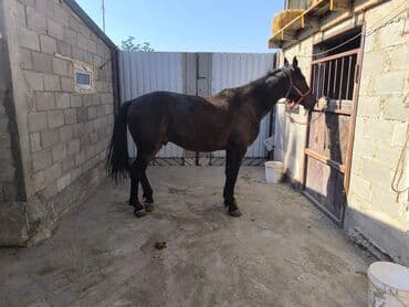 купить щенка французского бульдога: Сатам | Жылкы (эркек) | Англиялык | Көбөйтүү үчүн, Ат спорту | Асыл тукумдуу, Жасалма жол менен боозутуу — 1