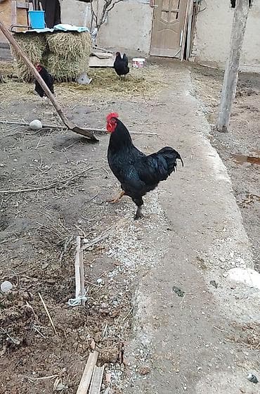 плодные матки: Продаю | Петух | Для разведения — 1