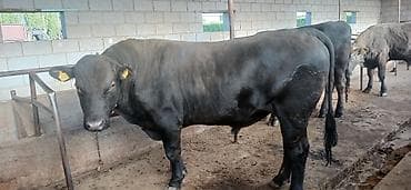 быки: Продаю | Бык (самец) | Ангус | На откорм | Привязанные — 1