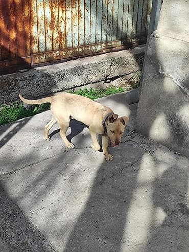 сеттер: Стаффоршид терьер, 6 айлык, Эркек — 3