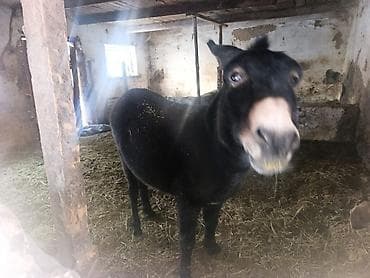 ласка животное: Домашний ослик - Вид: осёл (мини-порода/компактного роста на коротких — 1