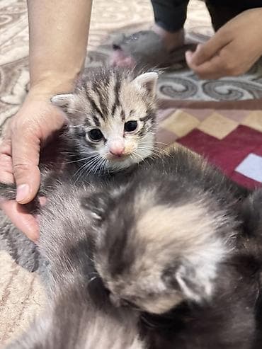 лысые котята: Котята домашние, короткошёрстные. Окрас: один дымчато-черепаховый с — 2