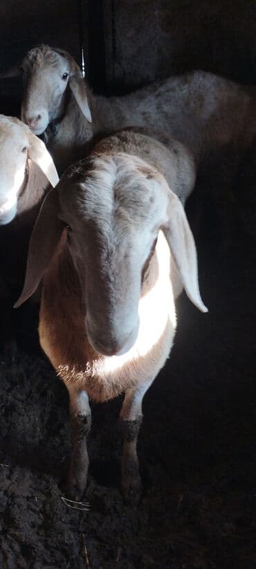 мейн кун бишкек 😺 питомник lyubushka 🐈 купить котенка 🐾 цена фото: Сатам | Кочкор (эркек) | Арашан, Аргын | Көбөйтүү үчүн — 4