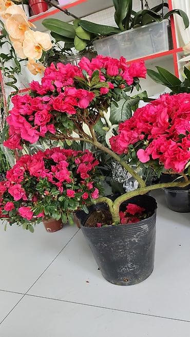 азалия цветок: Азалия в кадке (штамбовая форма) - Эффектное комнатное растение с — 1