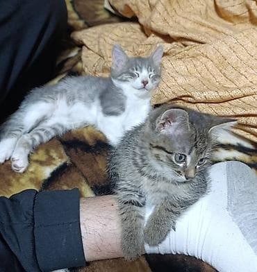 Кошки: Котята. Ищем очаровательным кот,там надёжный дом. Обоим котятам нет — 4